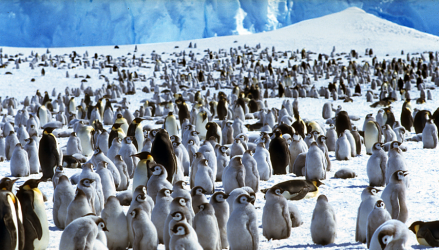 Kaiserpinguine